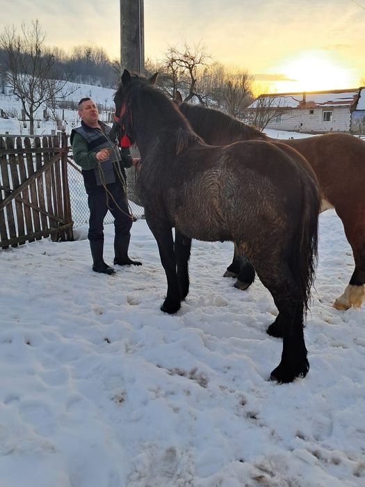 Vând Mânz în județul Mureș
