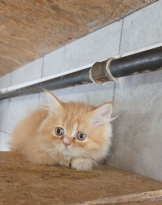 British shorthair bicolor