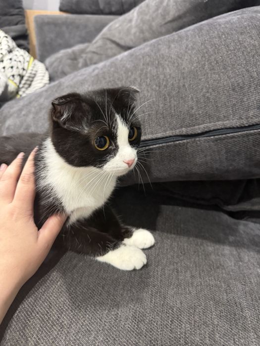 Котенок девочка ищет семью
