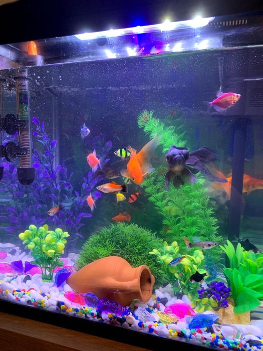 Аквариум за рибки