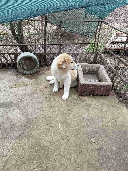 Мъжко и женско - кучета на пет месеца