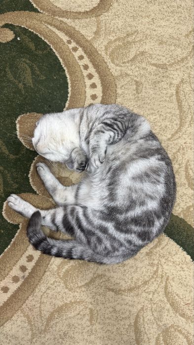 отдам кошку скоттиш страйт