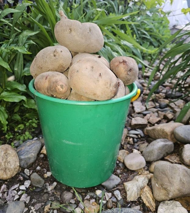 Продам картофель