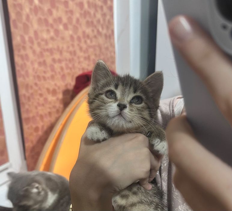 Маленькие три котёнка