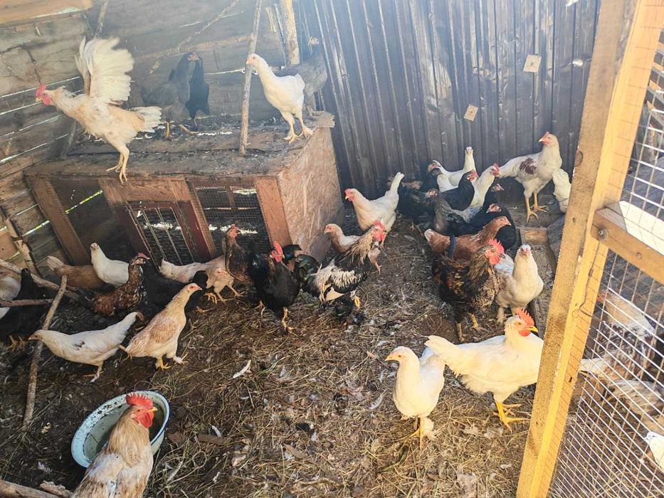 продам петушков и кур молодок