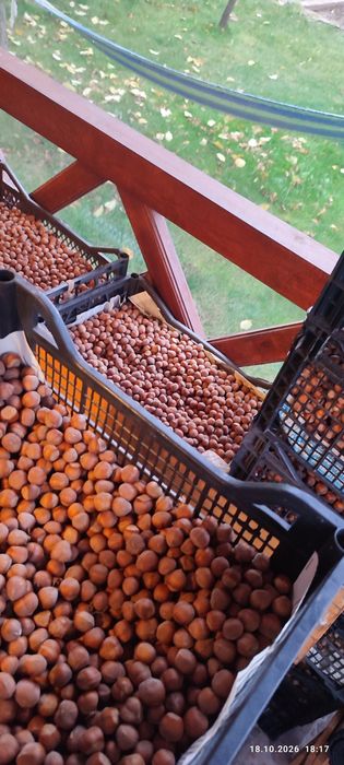Лешници домашни италиански с черупка