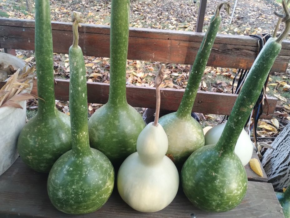 Кратуни  различни видове и големини. Цена от 5€ до 25€