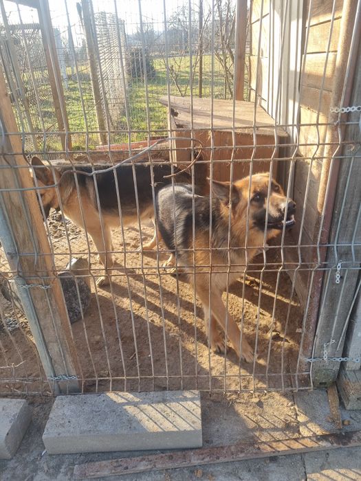 Vând ciobanesc german de 10 luni