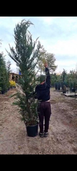 Plante ornamentale la cele mai bune prețuri