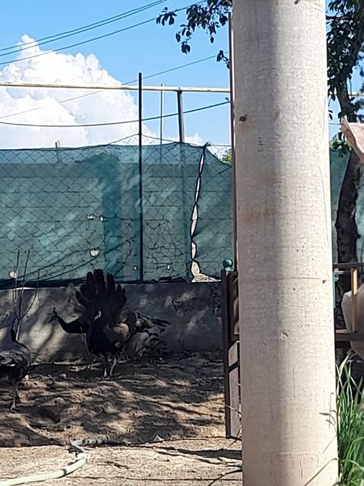 Павлин 3 еркек 1 ұрғаш