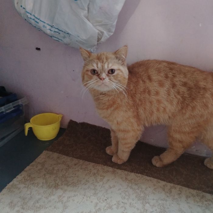 Прадажа кошек пародистых