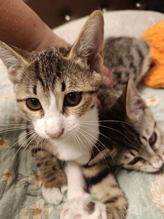 Котята в добрые, ответственные руки