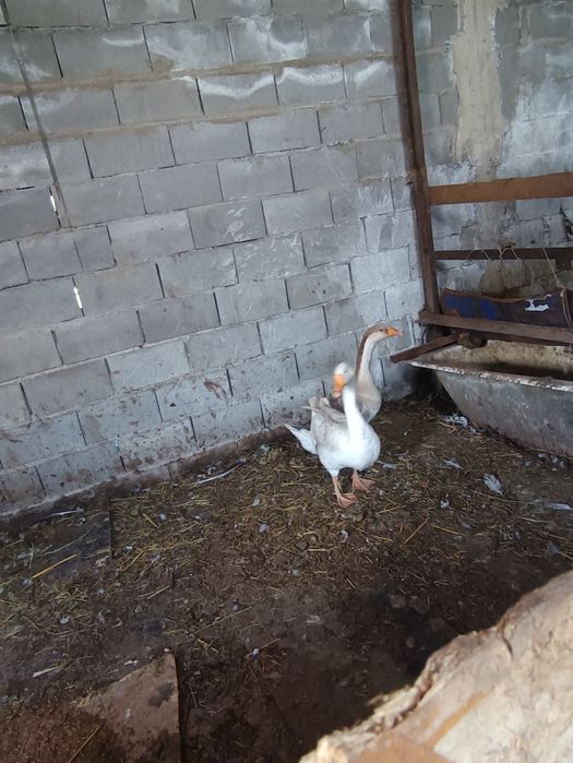 Продам гусей не дорого