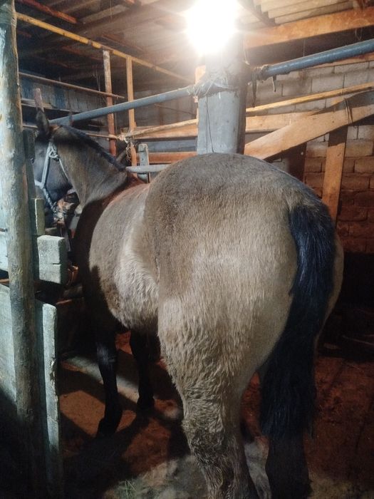 Ұрғашы тай сатылады