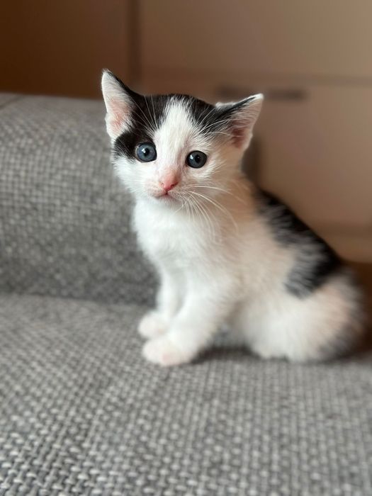 Отдадим котят в добрые руки