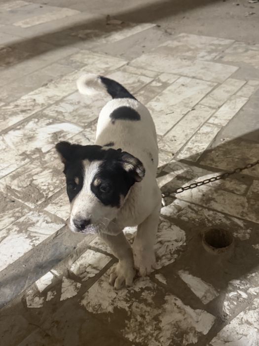 Продам шенка алабая