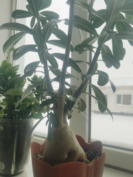 комнатные растения,Адениум