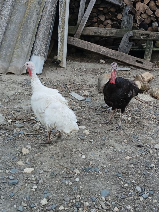 Vând doua curci de casă