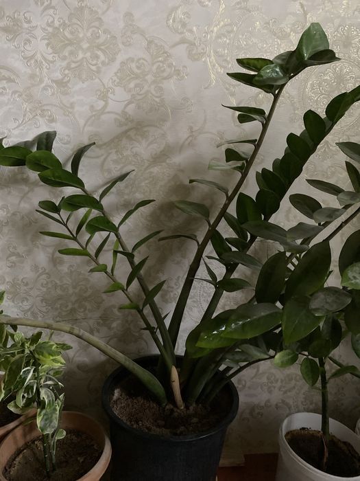 Алоэ,доллар