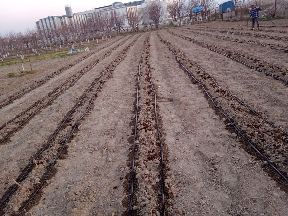 Tomchilab sugorish palifka xizmati