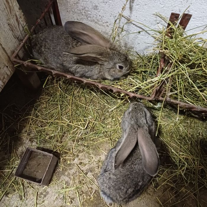 Iepuri Uriaș German