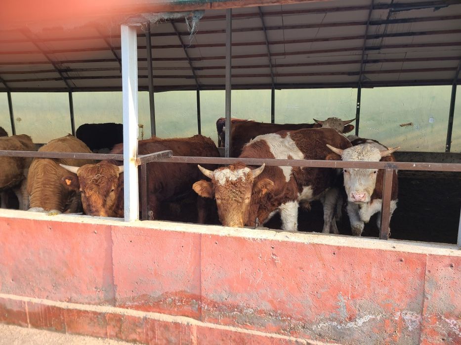 Rasiya buqalari smental,grenford,toza nasldor buqalar