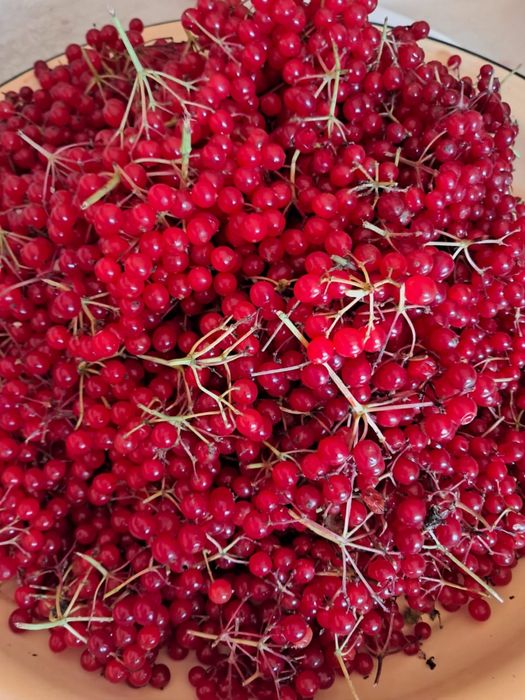 Продам свежесобранную калину