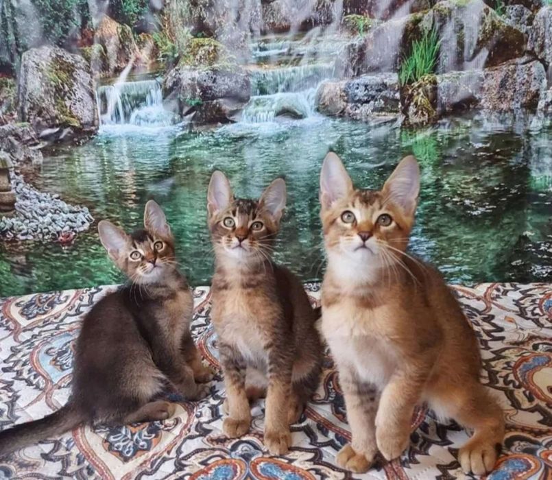 Чаузи и абики. Акция - 50%