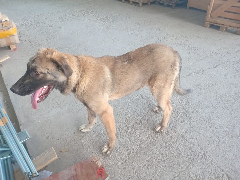 Күшік сатылады бағасы келсеміз