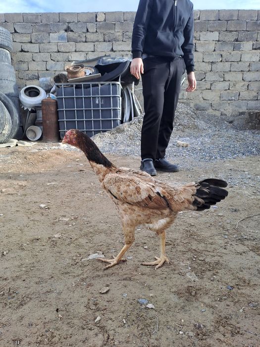 Бойцовская курица