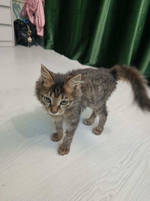 Котёнок. Девочка 2 месяца