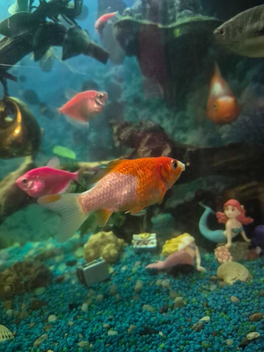 Pește Parrot + 2 carași – sănătoși, frumoși, de vânzare urgent