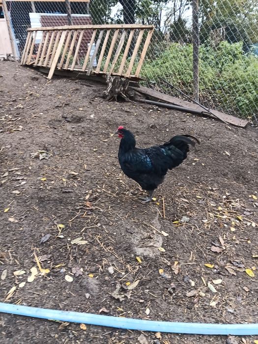 Cocoși austrolopi
