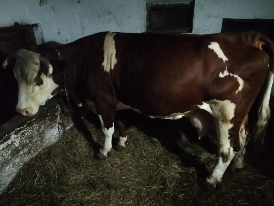 Vând vaca cu lapte