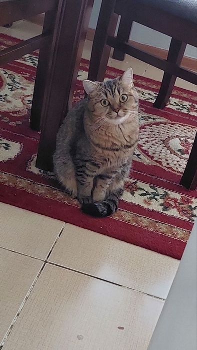 СРОЧНО! Продаётся Тикированная- Шиншилла  Беременная