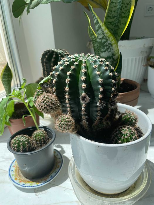 Различни кактуси в саксия по избор. Кактусите са цъфтящи.