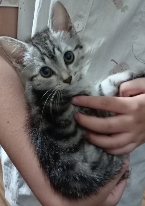 Отдам котёнка бесплатно