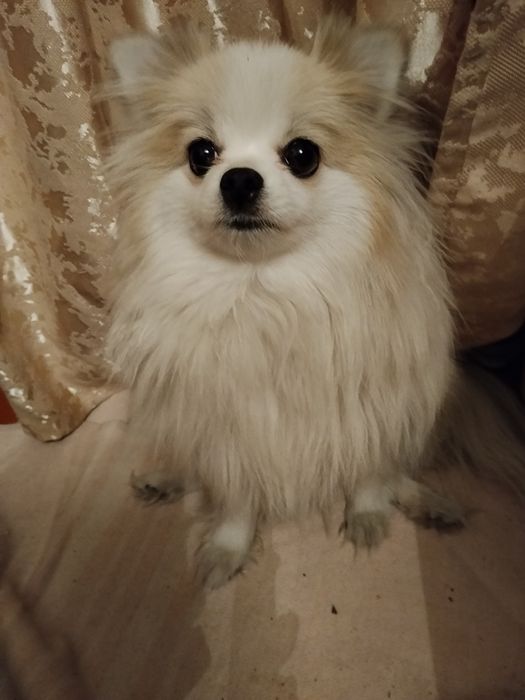 Шпицы щенята, спешите приобрести