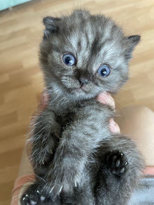 Отдам  котят в добрые руки