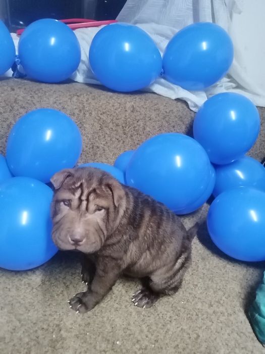 Щенки шарпеи чистокровные