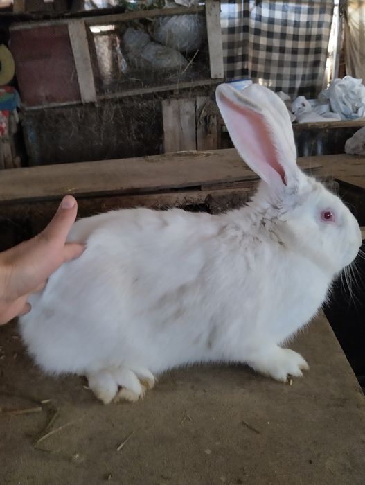 Крольчата, кролики