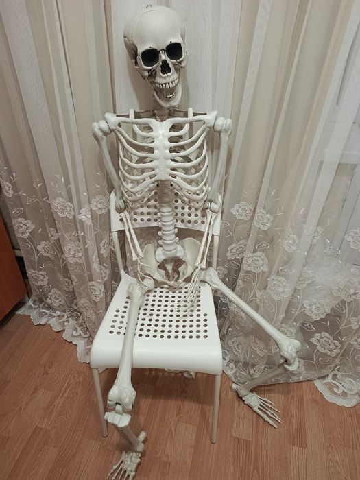 Скелет человека 170 см