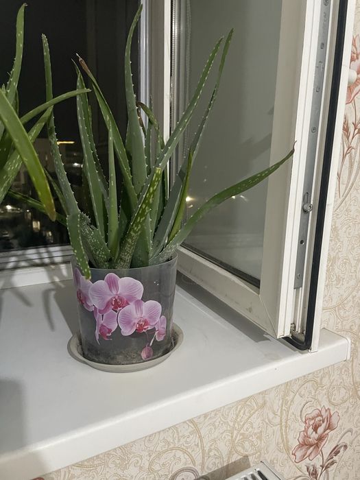 Продам цветы Алое