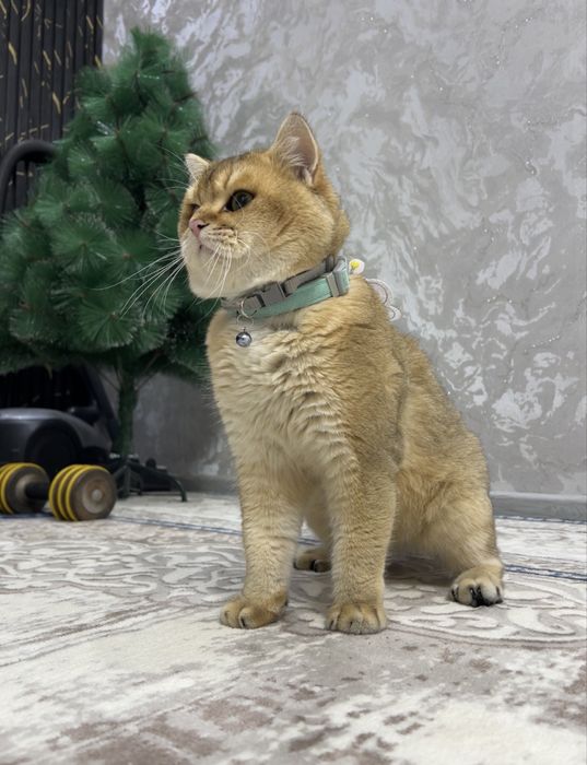 Vyazka zolotaya shinshilla