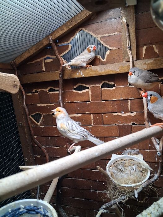 Canari si zebre de vanzare