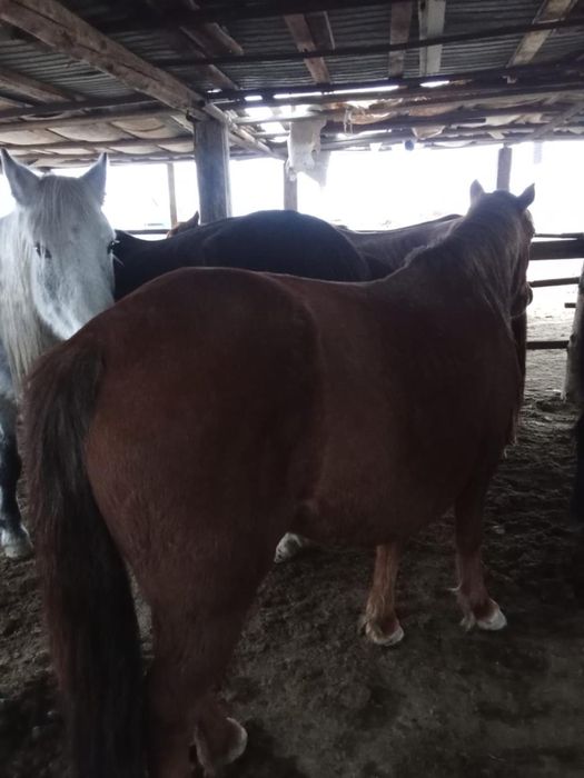 Жылқы малы сатылады..