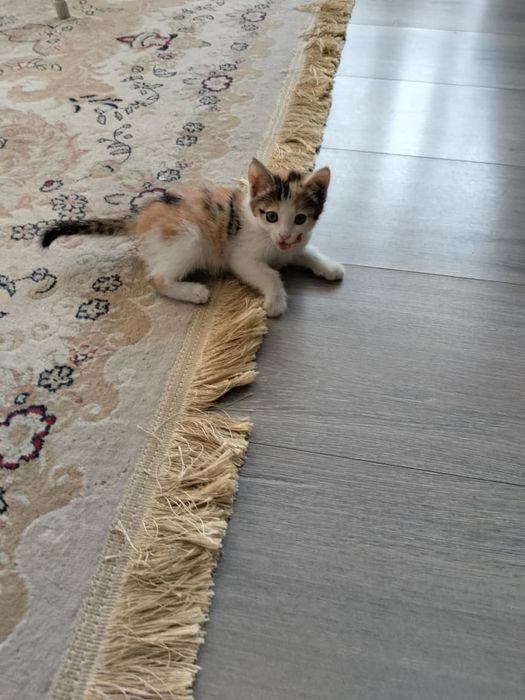 Отдаем котенка в хорошие руки