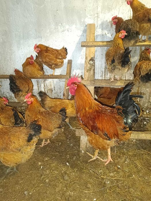 Яйцо на инкубацию