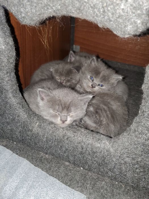 2 oylik mushuklar: erkak va ayollar mavjud