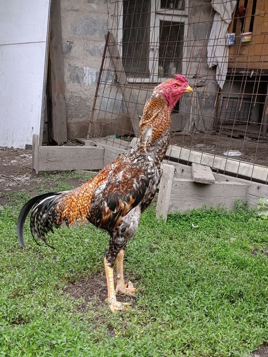Продам Дакан 11 мес